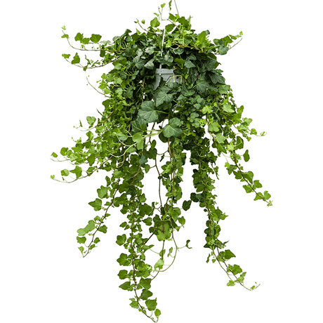 Бръшлян Hedera Helix Wonder – ефектно стайно растение, пречистващо въздуха