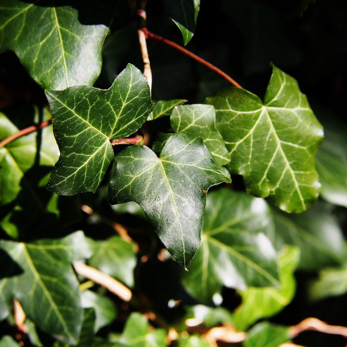 Бръшлян Hedera Hibernica, катерещ се, вечнозелен