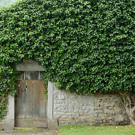 Бръшлян Hedera hibernica – вечнозелена катерлива лиана с бърз растеж