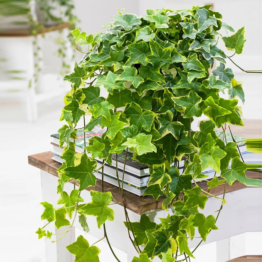 Iedera Variegata Goldchild (Hanger) - 50 cm