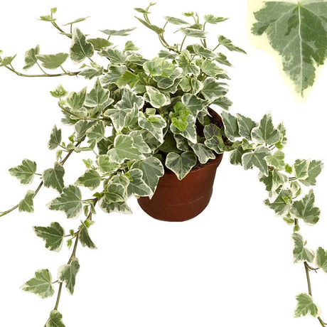 Iedera Variegata White Wonder (Hanger) - 50 cm