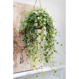 Iedera Variegata White Wonder (Hanger) - 50 cm