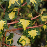 Iedera verde-auriu Goldheart, cataratoare si vesnic verde