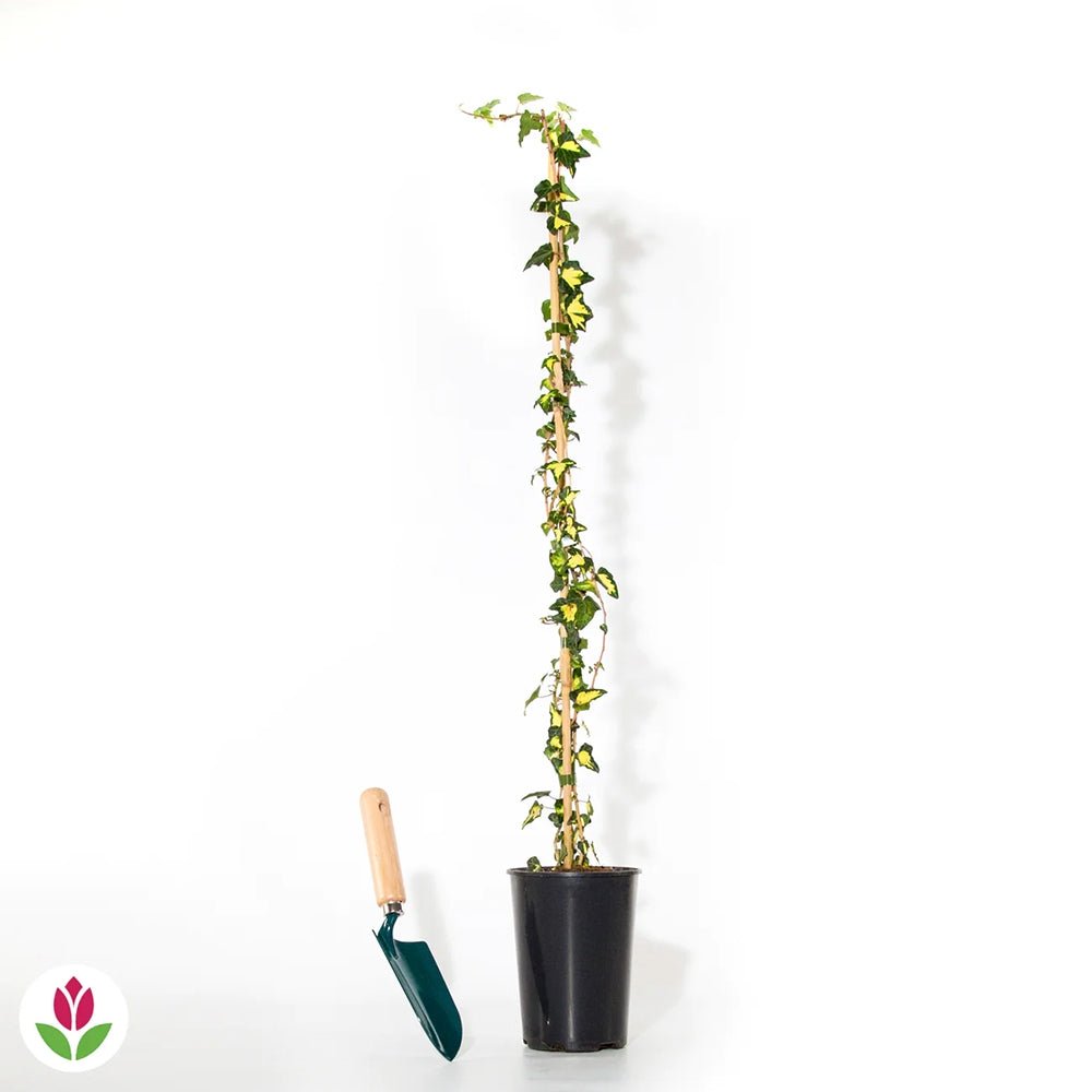 Iedera verde-auriu Goldheart, cataratoare si vesnic verde