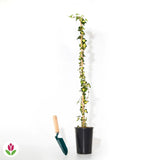 Iedera verde-auriu Goldheart, cataratoare si vesnic verde