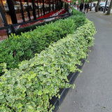 Iedera galben-verde Yellow Ripple, cataratoare, vesnic verde