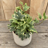 Iedera galben-verde Yellow Ripple, cataratoare, vesnic verde