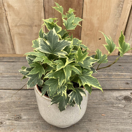 Iedera galben-verde Yellow Ripple, cataratoare, vesnic verde