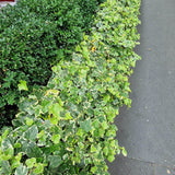 Iedera galben-verde Yellow Ripple, cataratoare, vesnic verde