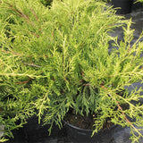 Ienupar tarator auriu Old Gold