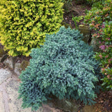 Ienupar tarator Albastru Blue Star