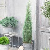 Ienupar columnar albastru de Munte Blue Ivory