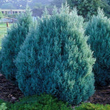 Ienupar columnar albastru-verzui Stricta