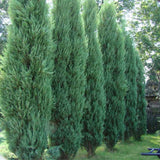 Ienupar columnar albastru-verzui Stricta