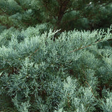 Ienupar columnar de virginia Glauca verde-albastru
