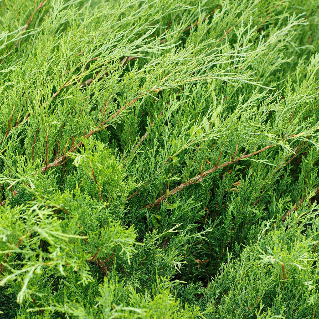 Ienupar tarator verde Mint Julep