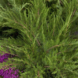 Ienupar tarator verde Mint Julep