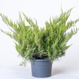 Ienupar tarator verde Mint Julep