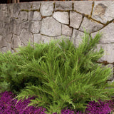 Ienupar tarator verde Mint Julep