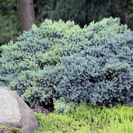 Ienupar tarator Albastru Blue Star