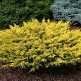 Ienupar Tarator auriu Limeglow