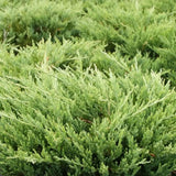 Ienupar tarator verde Andorra Compact