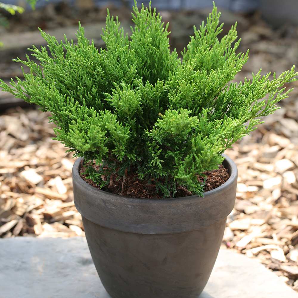 Ienupar tarator verde Andorra Compact