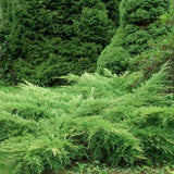 Ienupar tarator verde Green Carpet