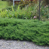 Ienupar tarator verde Mint Julep