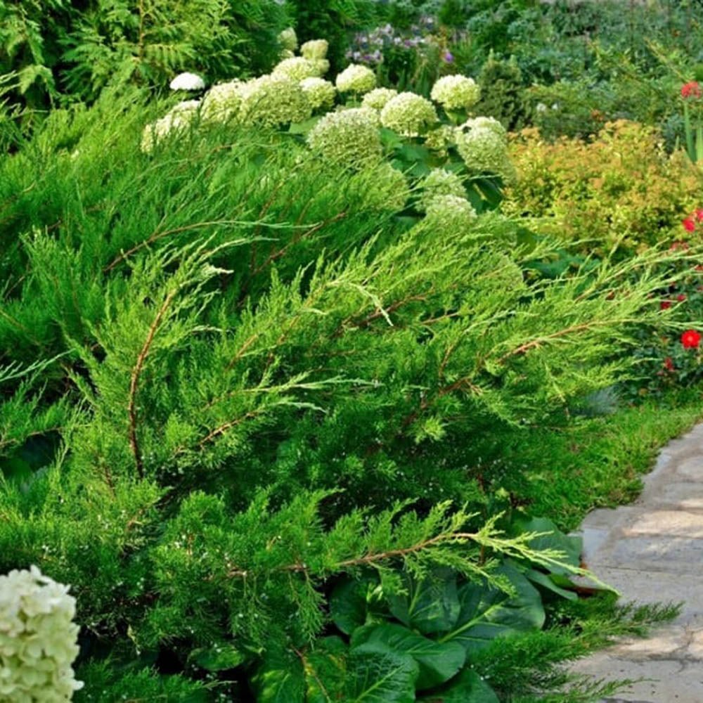 Ienupar tarator verde Mint Julep