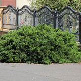 Ienupar tarator verde Mint Julep