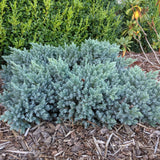 Ienupar tarator albastru Tropical Blue