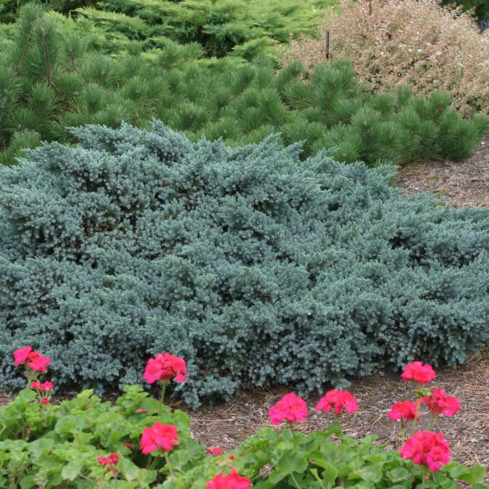 Ienupar tarator albastru Tropical Blue