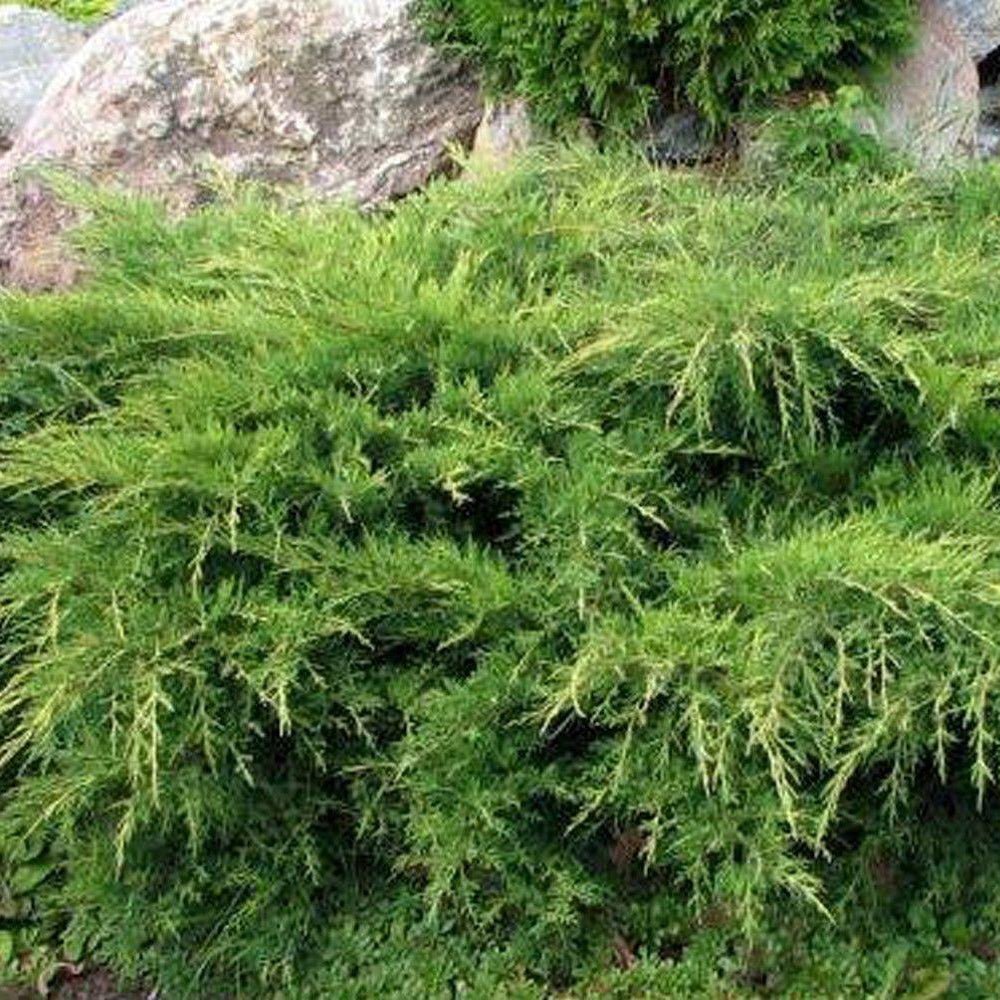 Ienupar tarator verde-auriu Wilhelm Pfitzer