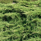 Ienupar tarator verde-auriu Wilhelm Pfitzer