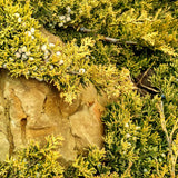 Ienupar Tarator galben Lemon Carpet