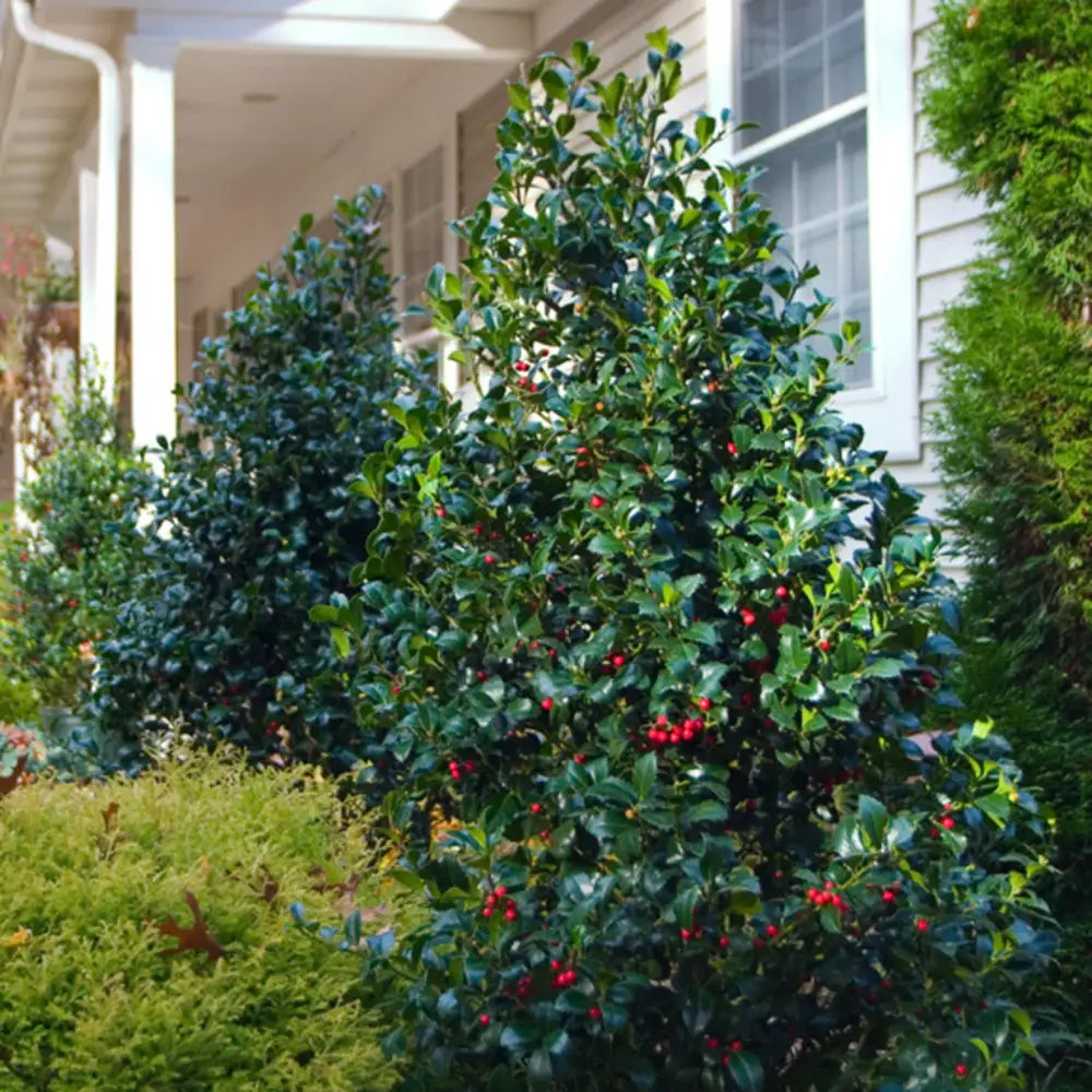 Laur Japonez Ilex Blue Maid, vesnic verde, cu fructe rosii, frunze albastru-verzui, forma piramidala