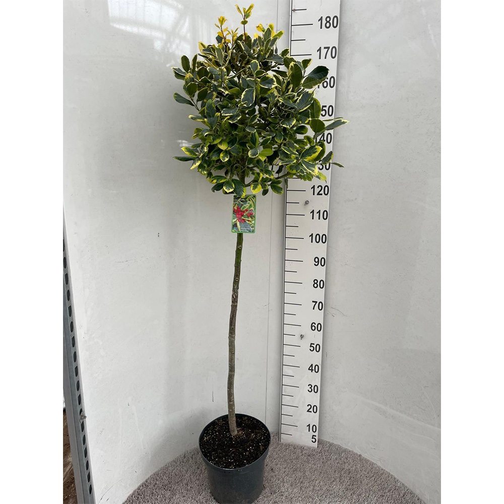 Японски лавър (Ilex) Golden King дръвче, вечнозелено, студоустойчиво