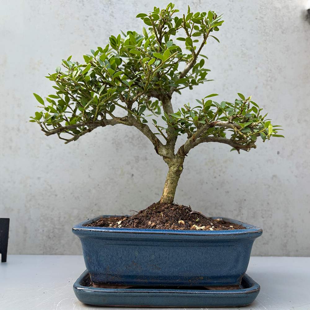Бонсай с Ilex crenata – вечнозелено декоративно дърво в японски стил – 30 см
