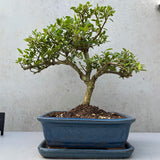 Бонсай с Ilex crenata – вечнозелено декоративно дърво в японски стил – 30 см