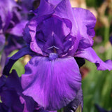 Iris Germanica (Stanjenel) Matinata
