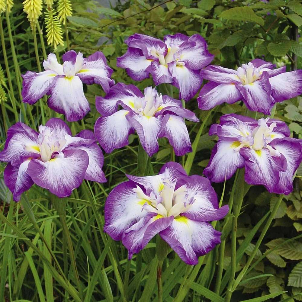 Iris Germanica Mov-Alb (Stanjenel) Harlequinesque