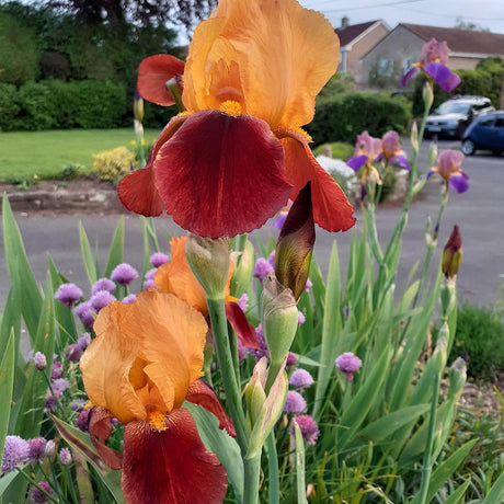 Iris Germanica (Stanjenel) Caligula - Bulb Plantat In Ghiveci
