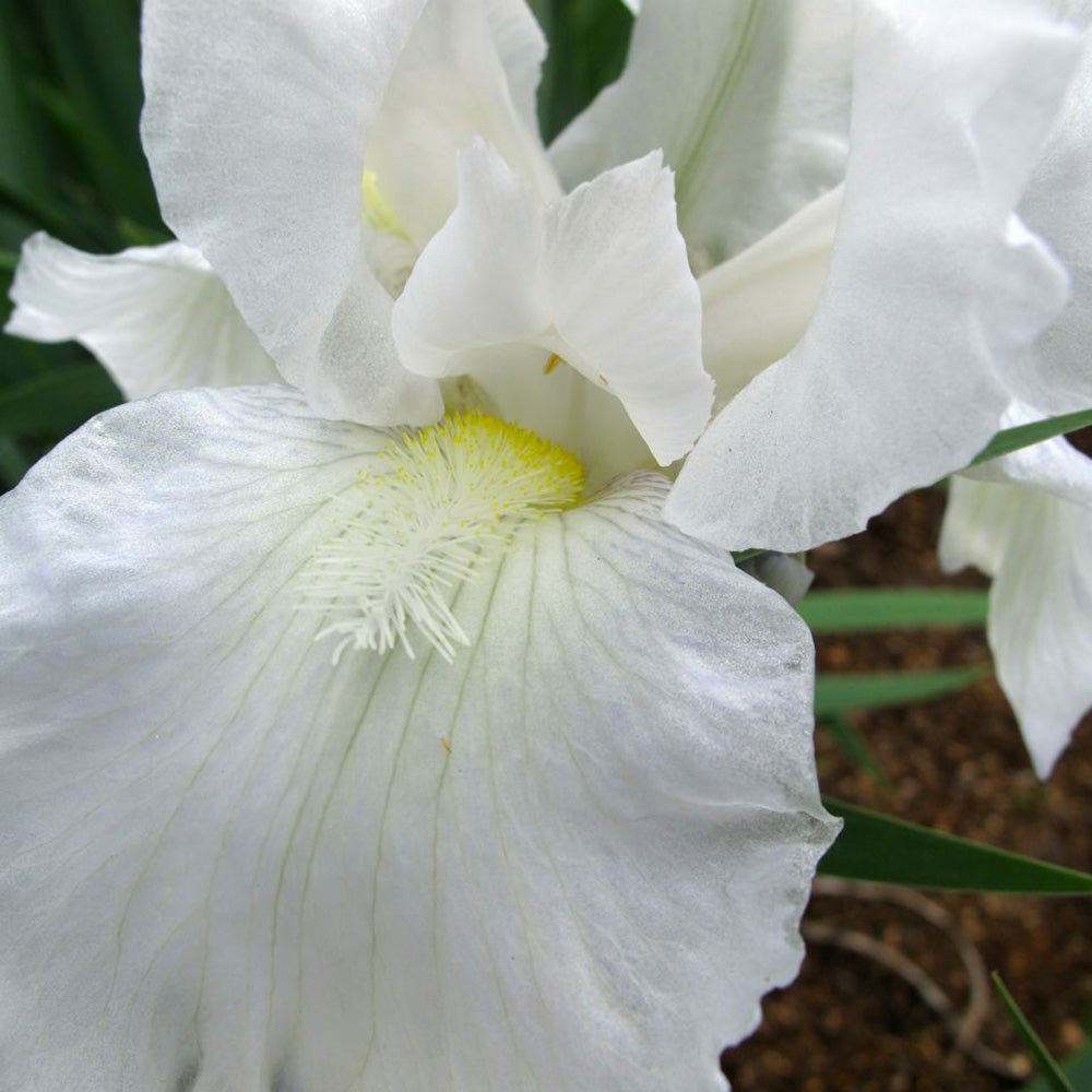 Iris Germanica (Stanjenel) Immortality - Bulb Plantat In Ghiveci