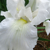 Iris Germanica (Stanjenel) Immortality - Bulb Plantat In Ghiveci