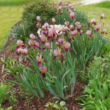 Iris Germanica (Stanjenel) Indian Chief - Bulb Plantat In Ghiveci