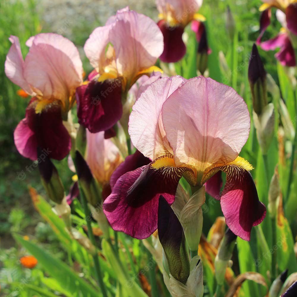 Iris Germanica (Stanjenel) Indian Chief - Bulb Plantat In Ghiveci