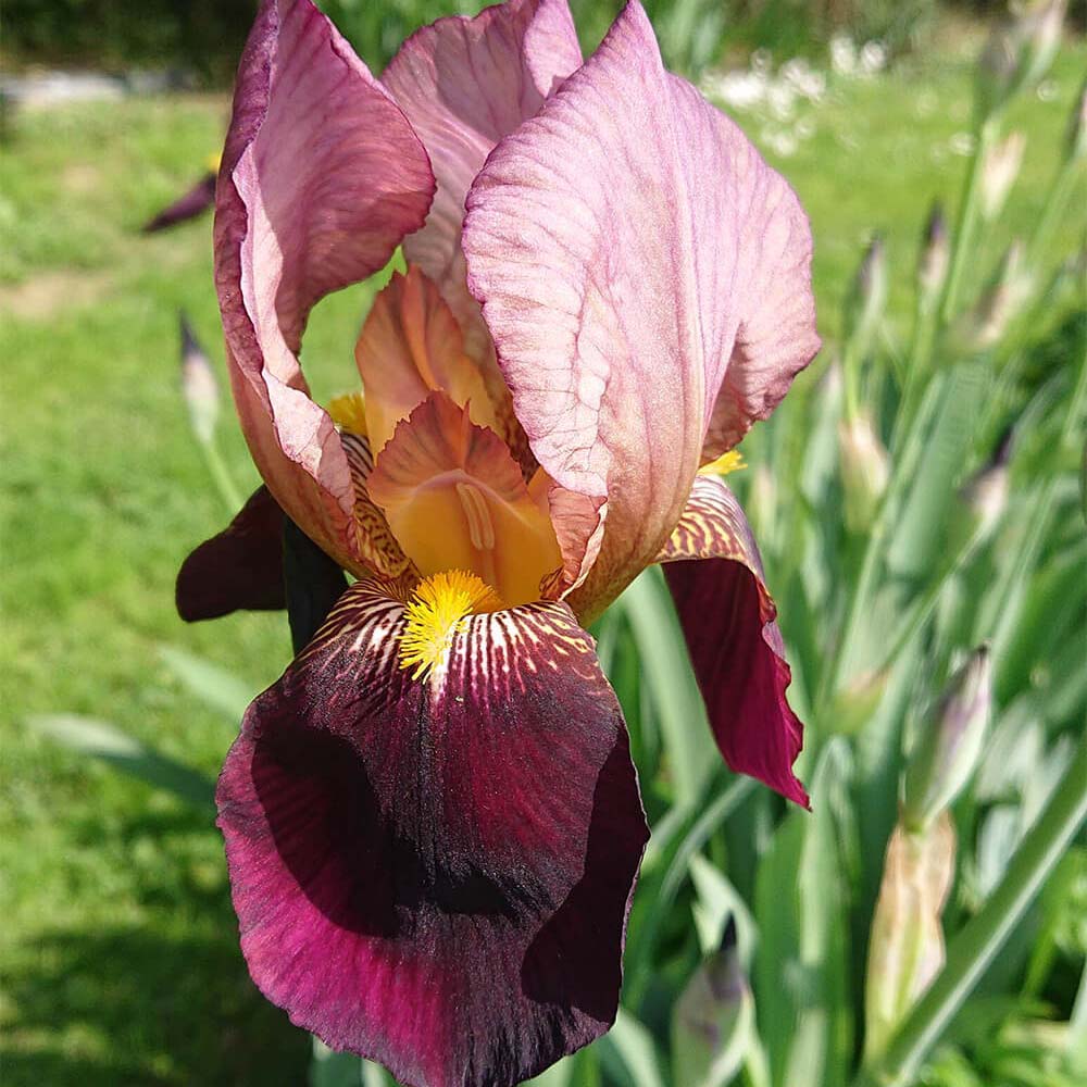 Iris Germanica (Stanjenel) Indian Chief - Bulb Plantat In Ghiveci