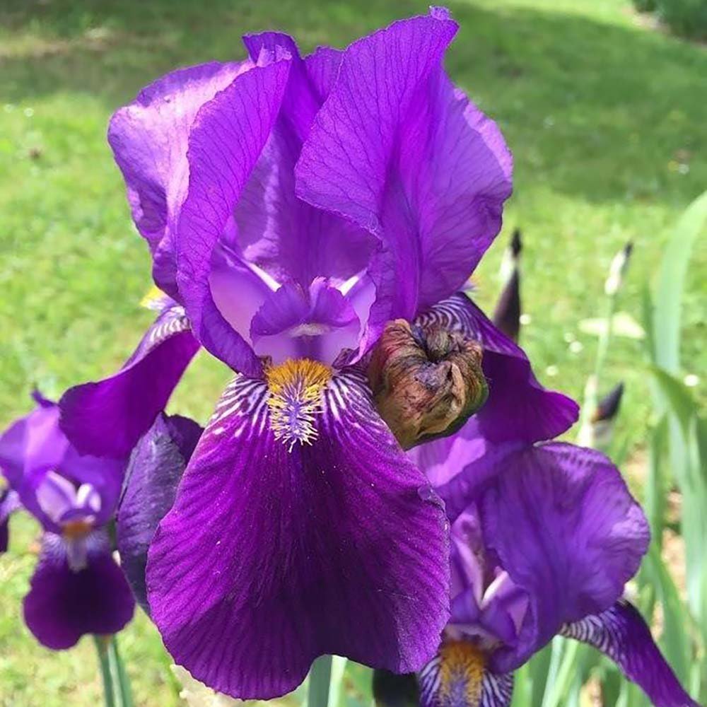Iris Germanica (Stanjenel) Joanna - Bulb Plantat In Ghiveci