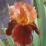Iris Germanica (Stanjenel) Natchez Trace - Bulb Plantat In Ghiveci